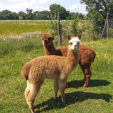 Cav D'italia E Falco Pescator Dom wakacyjny Castiglione del Lago