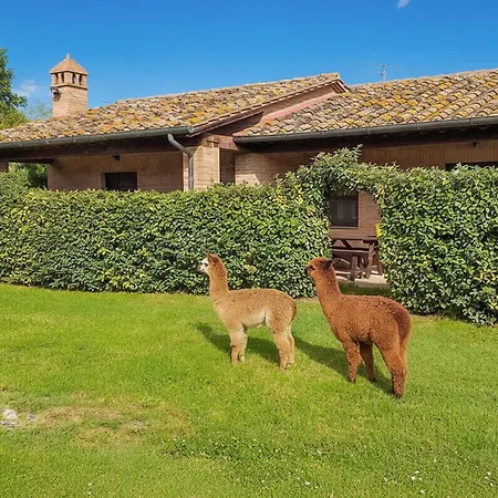 Cav D'italia E Falco Pescator *