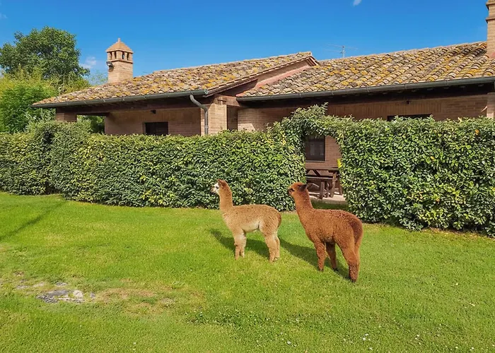 Cav D'italia E Falco Pescator *
